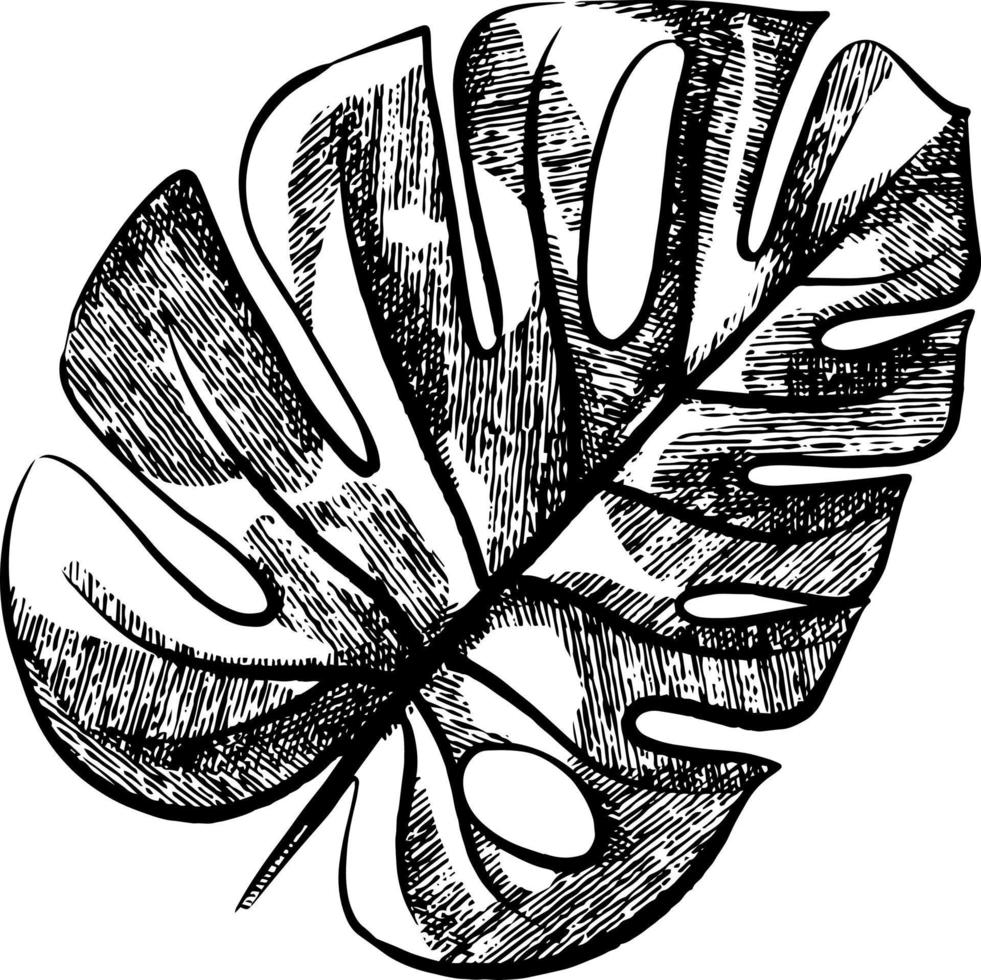 Monstera leaf crosshatch sketch illustration vector