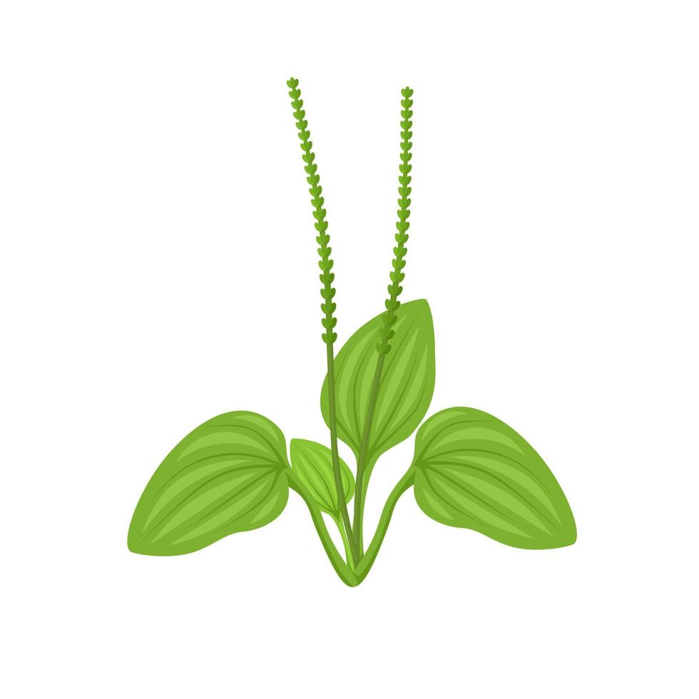 ilustración vectorial, plátano común o plantago major, aislado sobre fondo blanco. vector