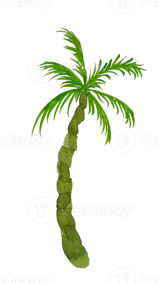 waterverf palm boom PNG