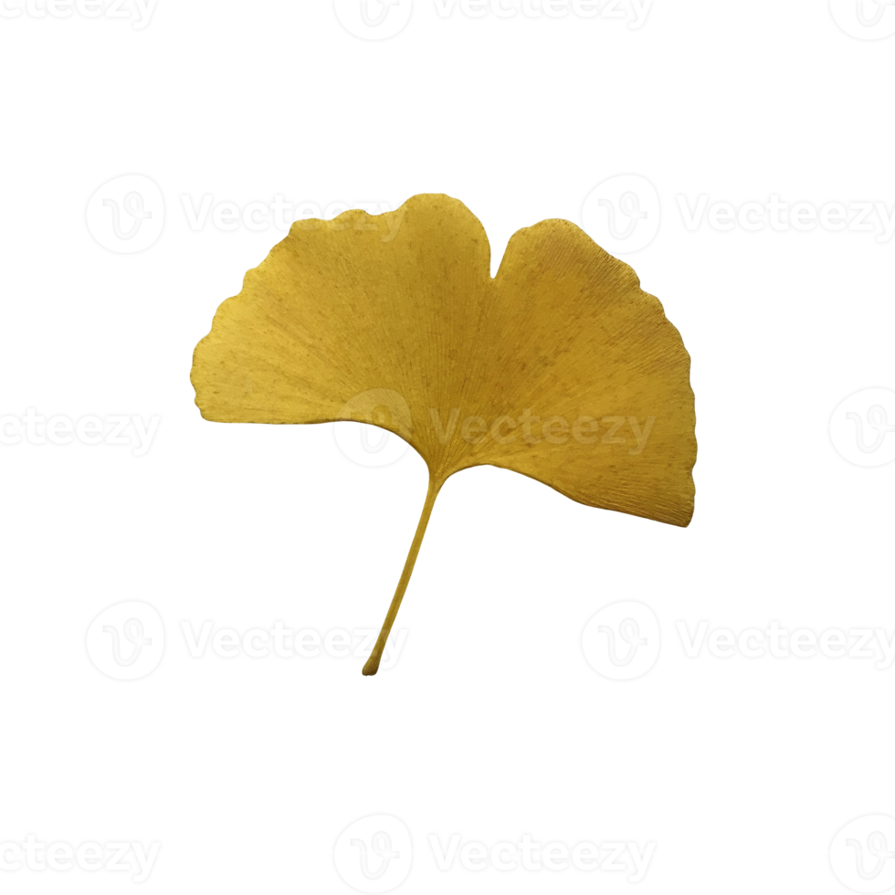 Yellow fresh ginkgo leaf isolated, medicinal organic plant close-up, clipping path cutout object, eco-friendly environment concept png