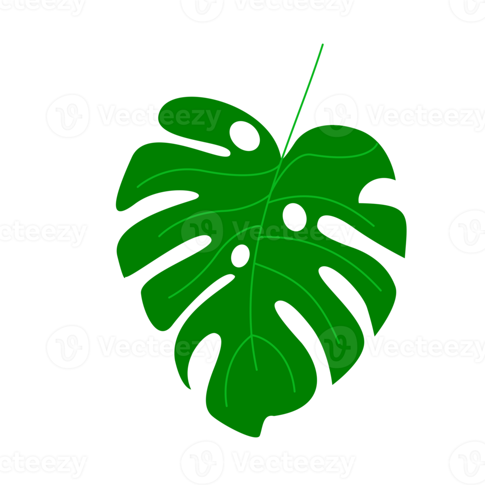 monstera-leaf-isolated-16775751-png