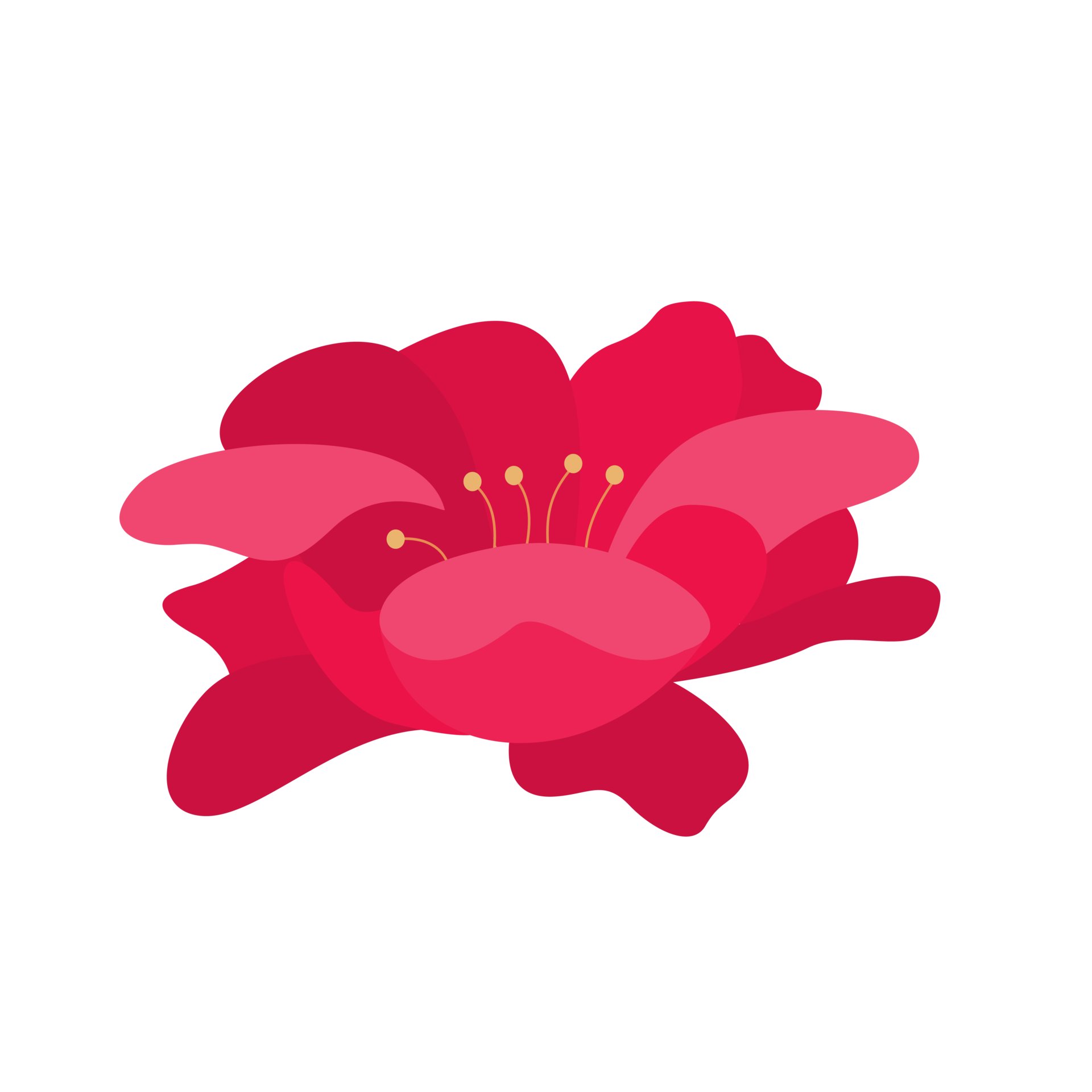 red carnation flower 16775756 PNG