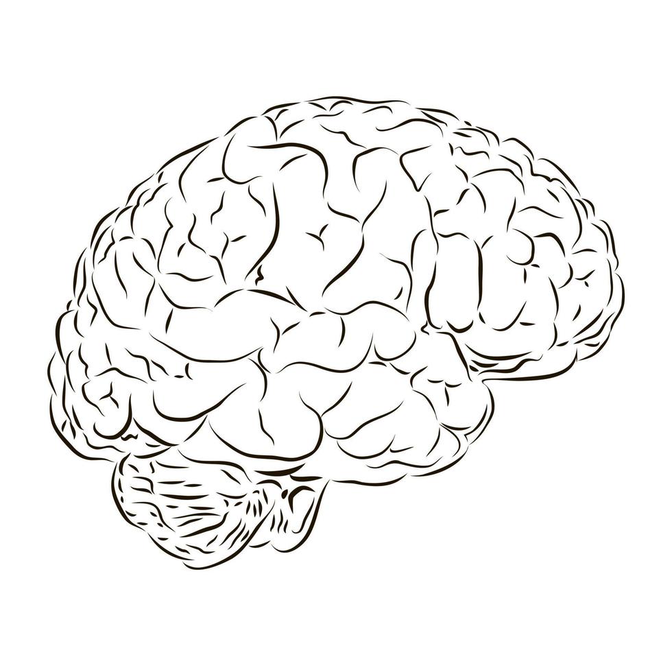 Side view of the human brain in black and white. The concept of anatomy. vector