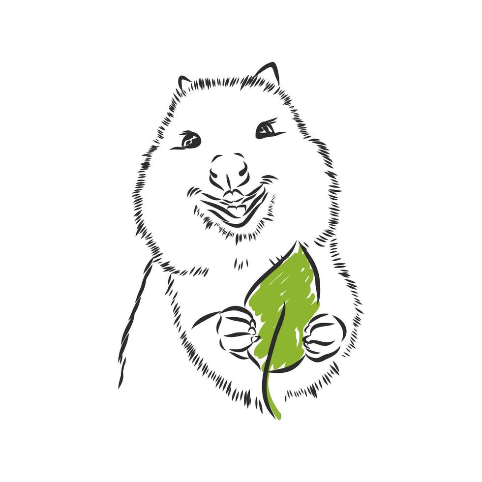 quokka vector sketch