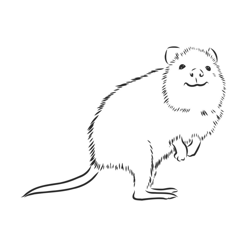 quokka vector sketch