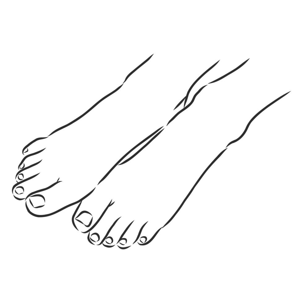 dibujo vectorial de piernas humanas vector
