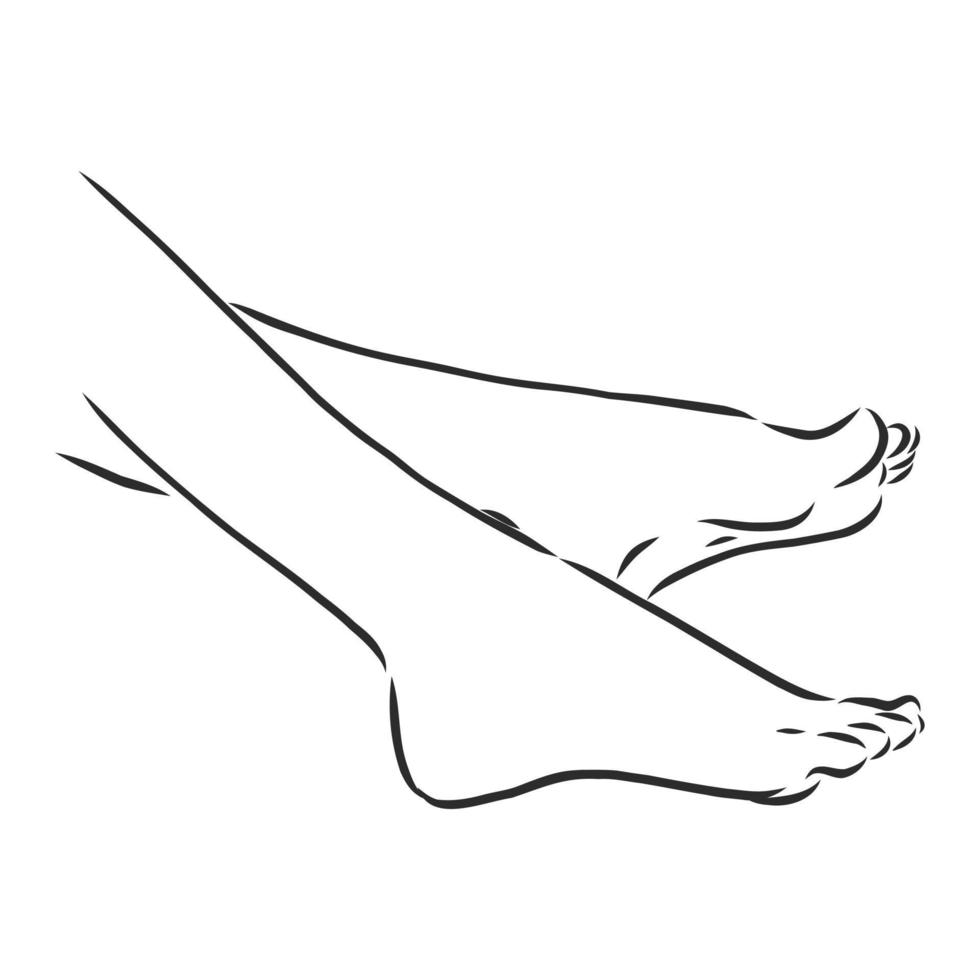 human legs vector sketch