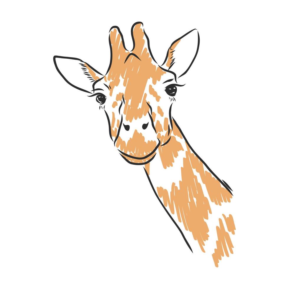 giraffe vector sketch