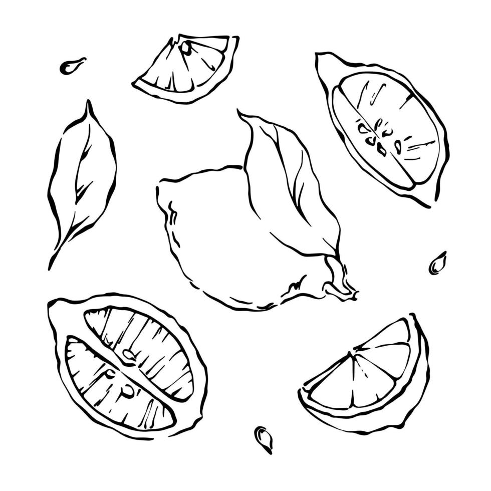 Hand drawn lemon slices and leaves ink line monochrome vector illustration.