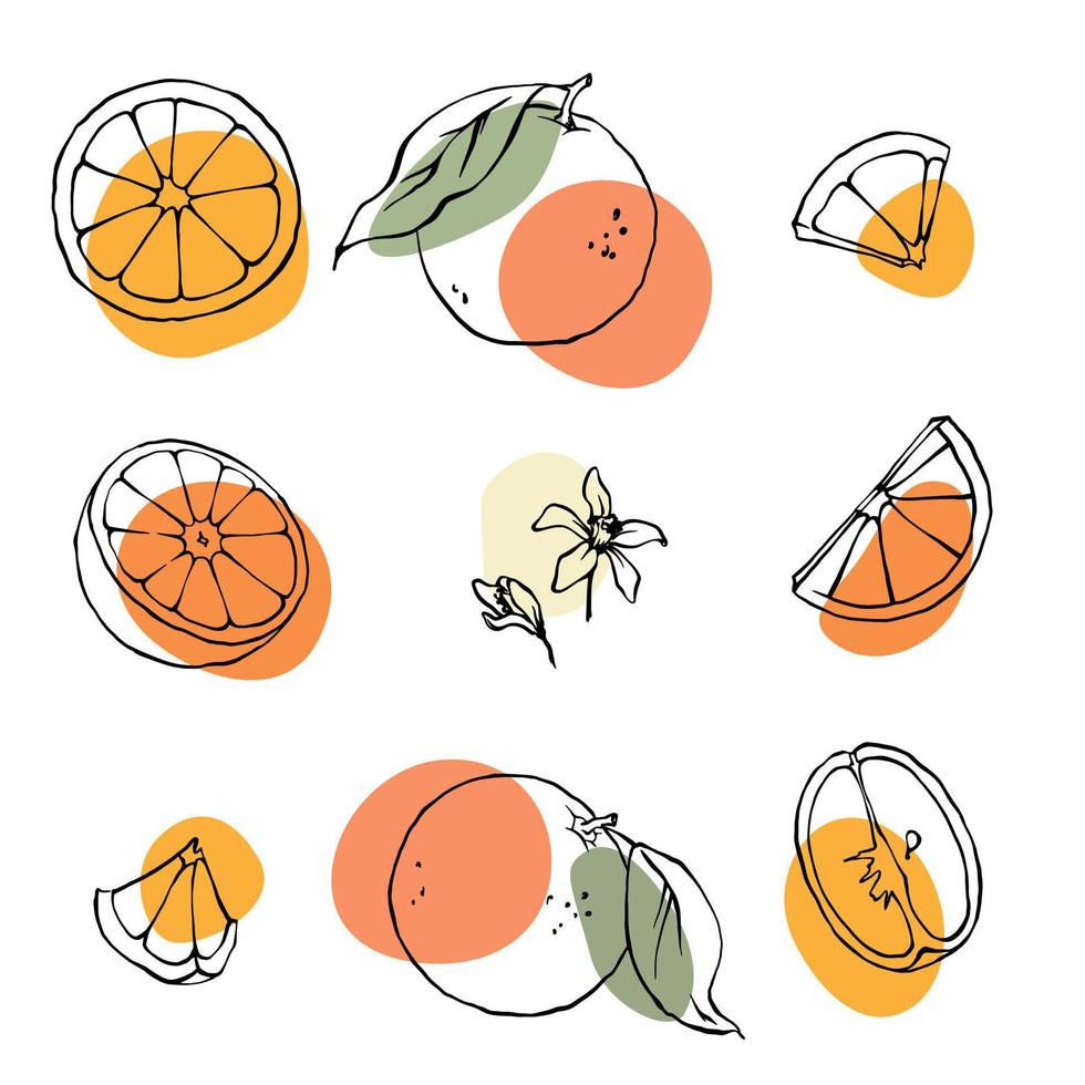 Oranges, slices and leaves black outline illustration set with abstract color spots. vector