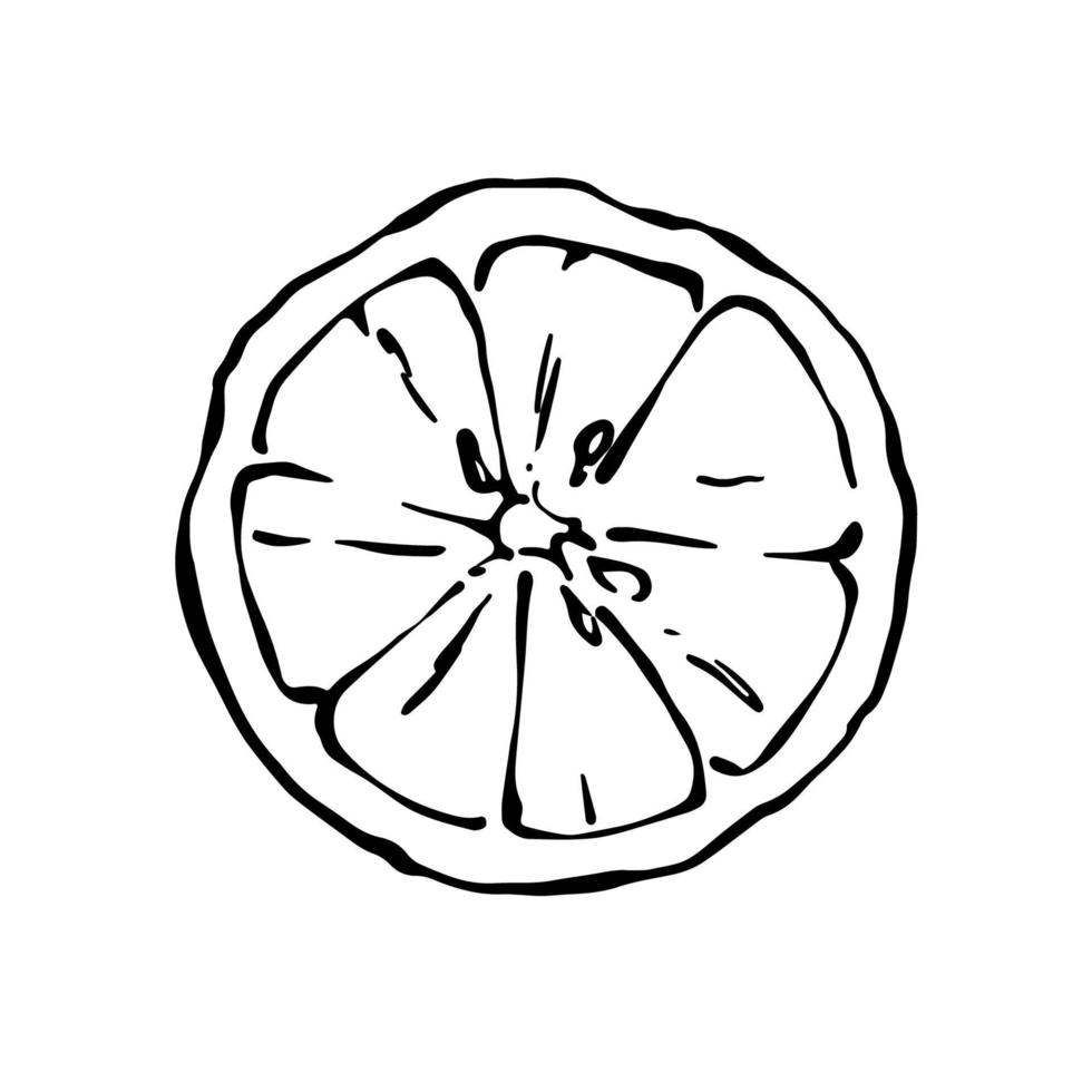 Hand drawn cut lemon citrus fruit half black and white illustration vector