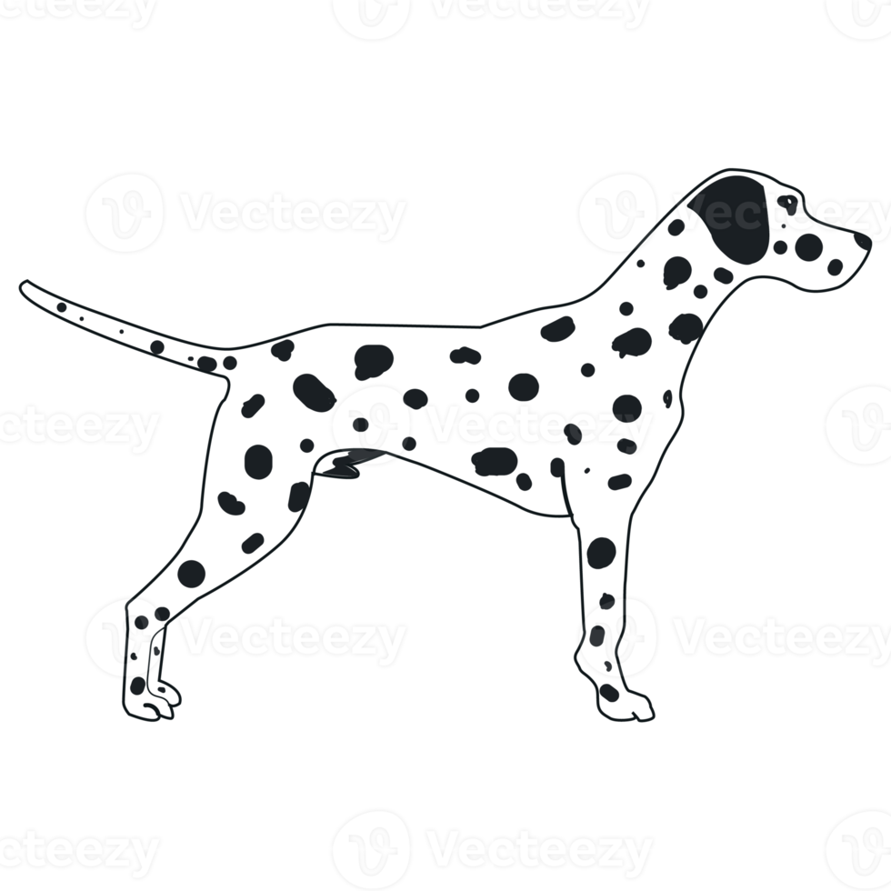 standing dalmatian dog png