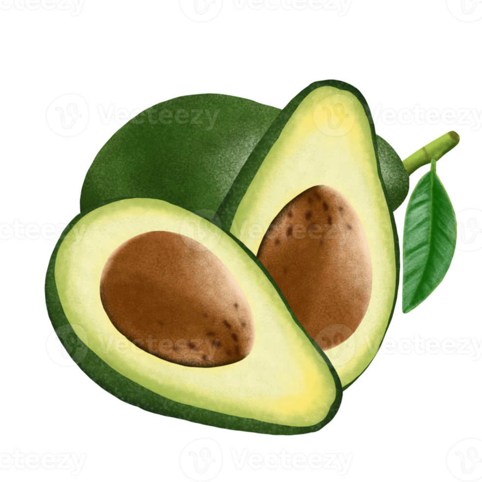 Avocado fruit illustration. png