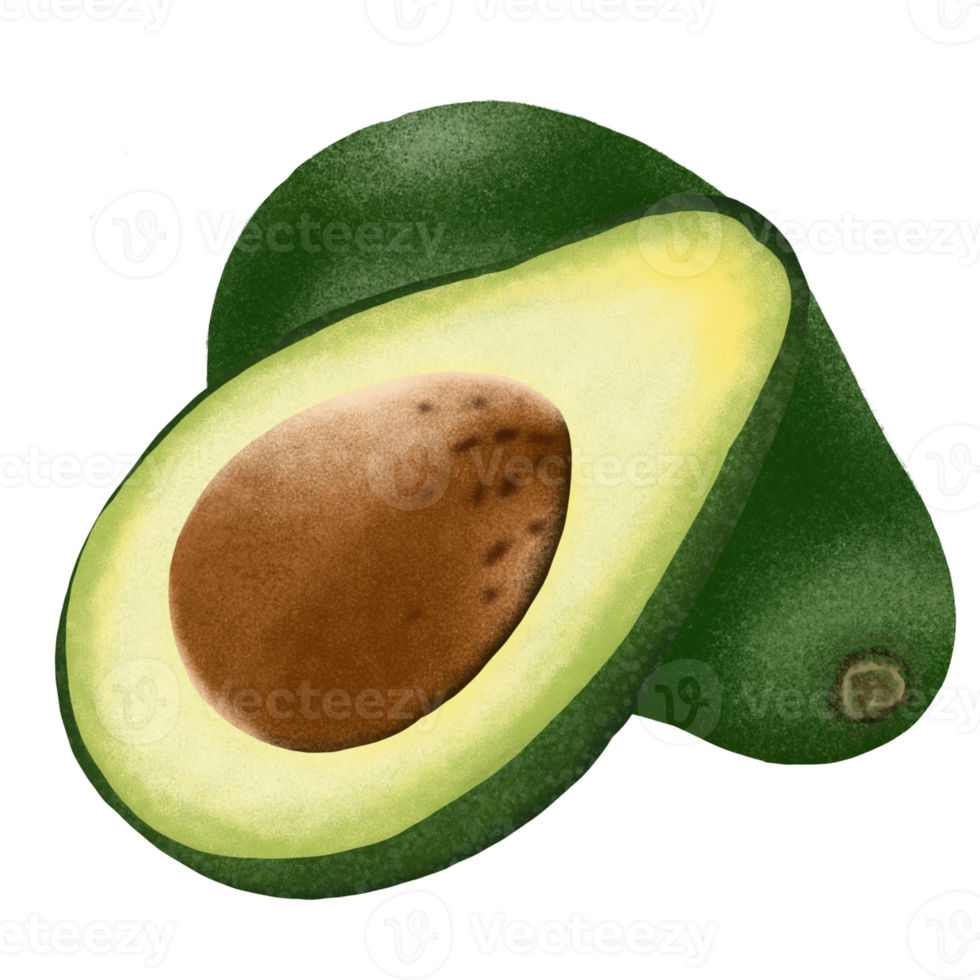 Avocado fruit illustration. png