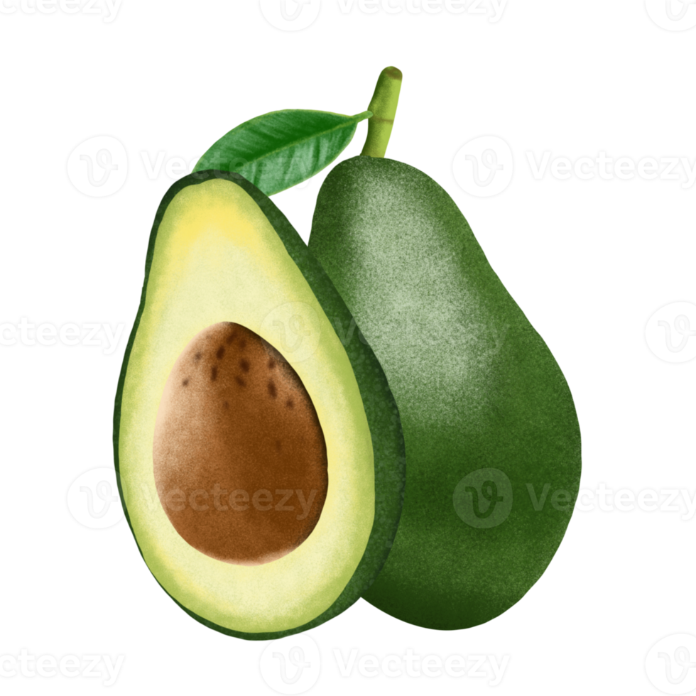 Avocado fruit illustration. png