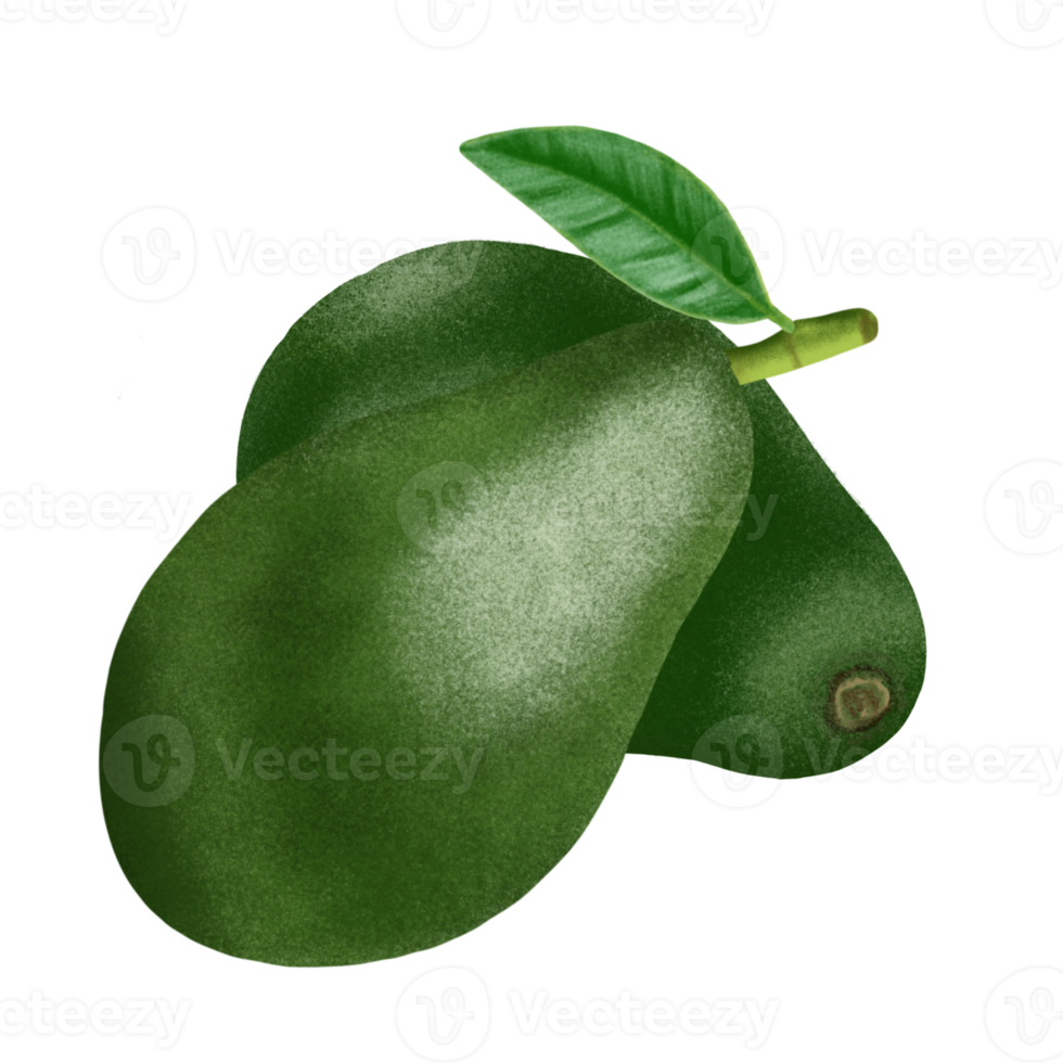 Avocado fruit illustration. png