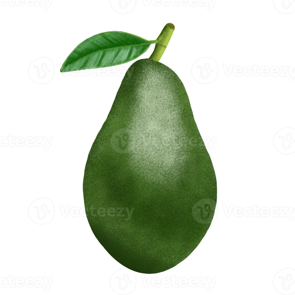 ilustración de fruta de aguacate. png