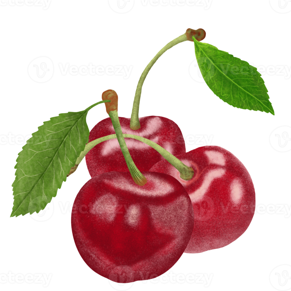 ilustração de cerejas vermelhas. png