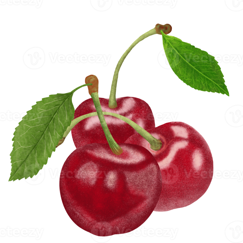 Red Cherries Illustration. png