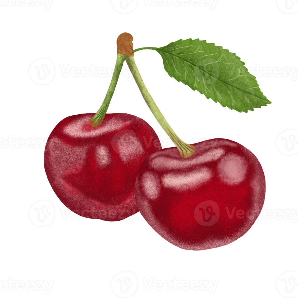 Red Cherries Illustration. png