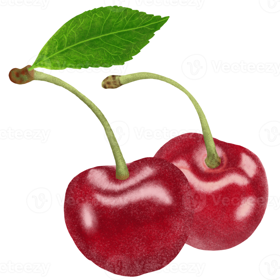 Red Cherries Illustration. png