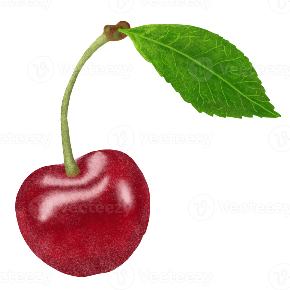 Red Cherries Illustration. png