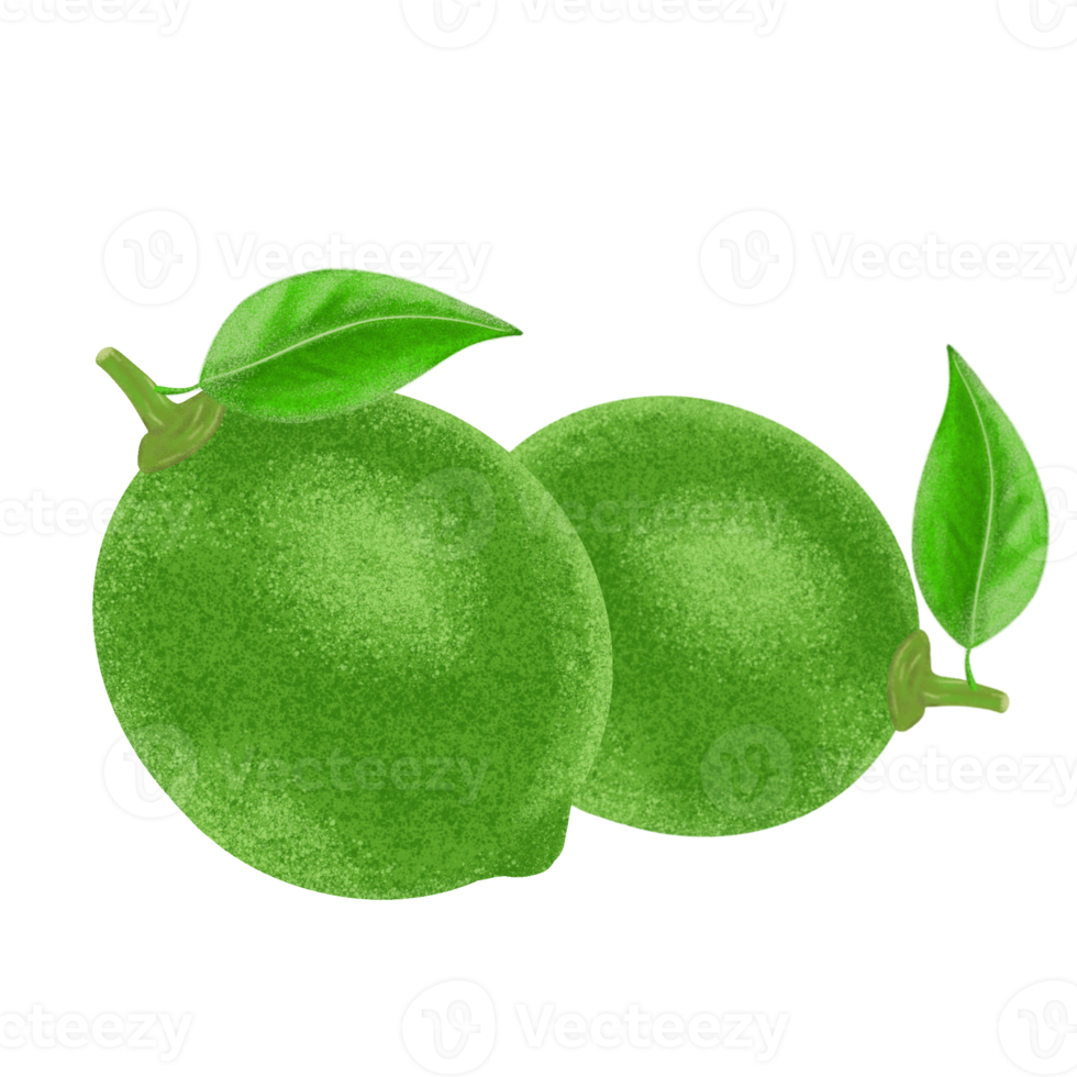 Green lemon illustration, color painting. png