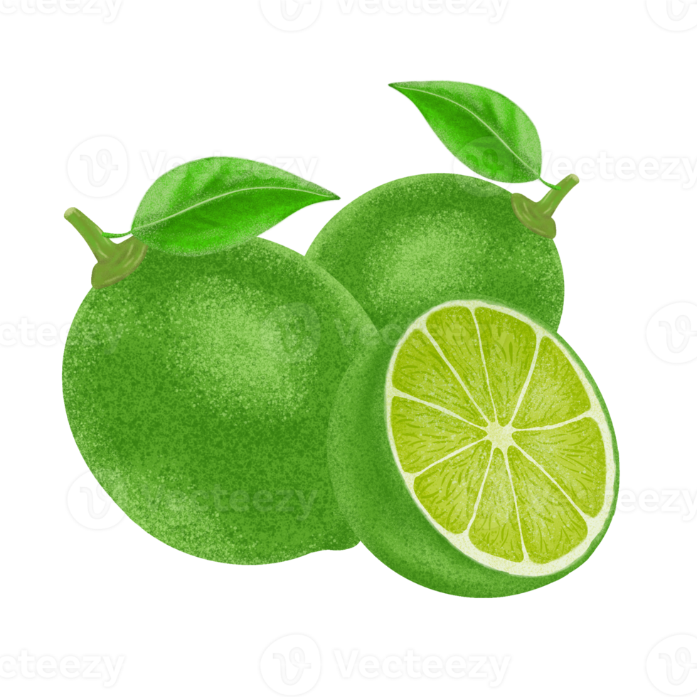 illustration de citron vert, peinture couleur. png