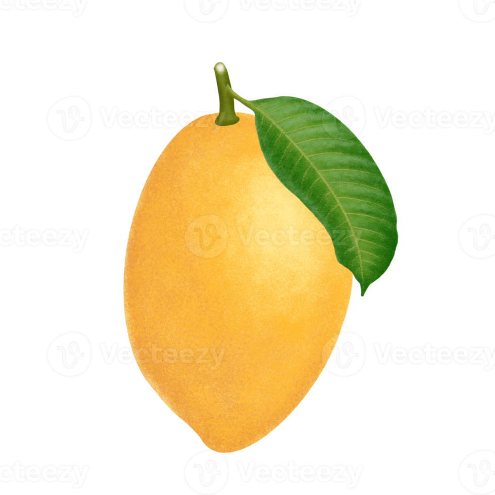 Mango fruit illustration. 16779276 PNG
