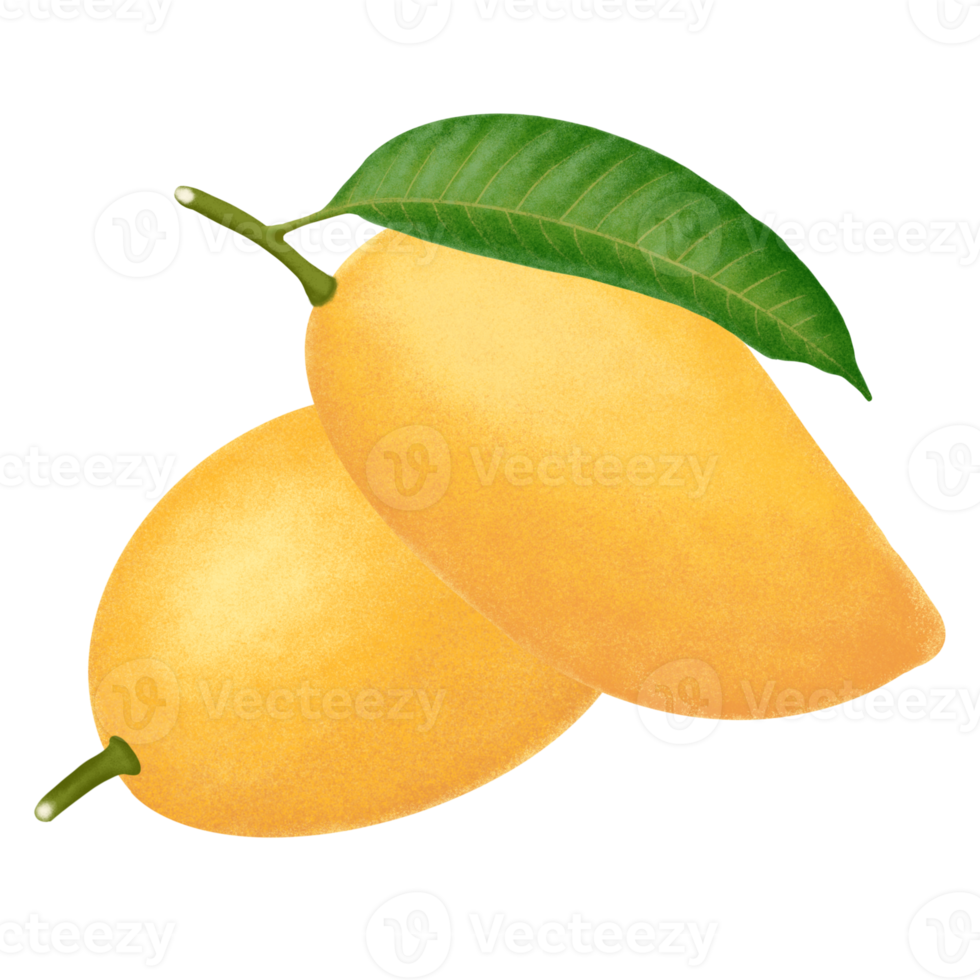 Mango fruit illustration. png