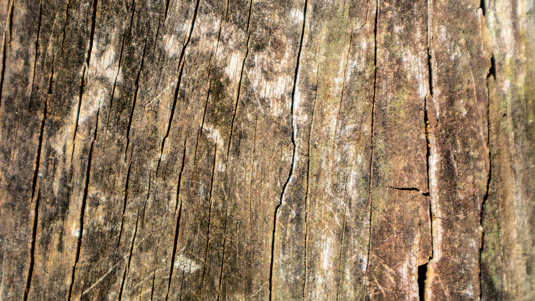 old wood texture as a background photo