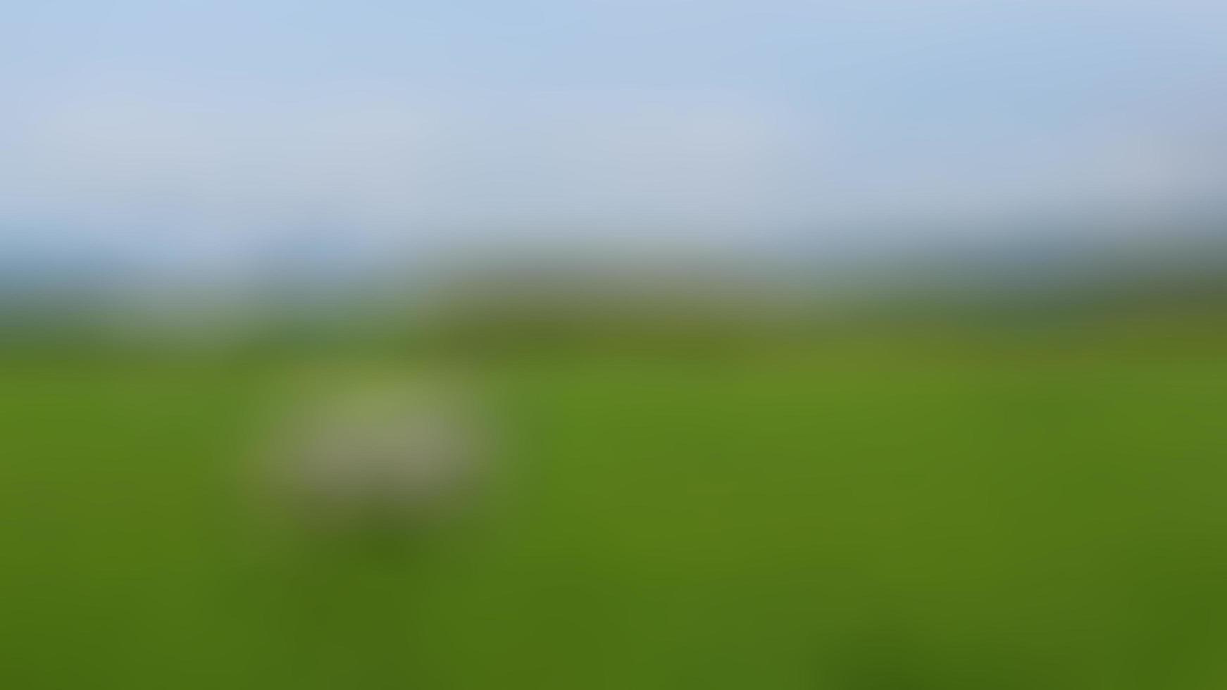 defocused cows in the middle of rice fields photo