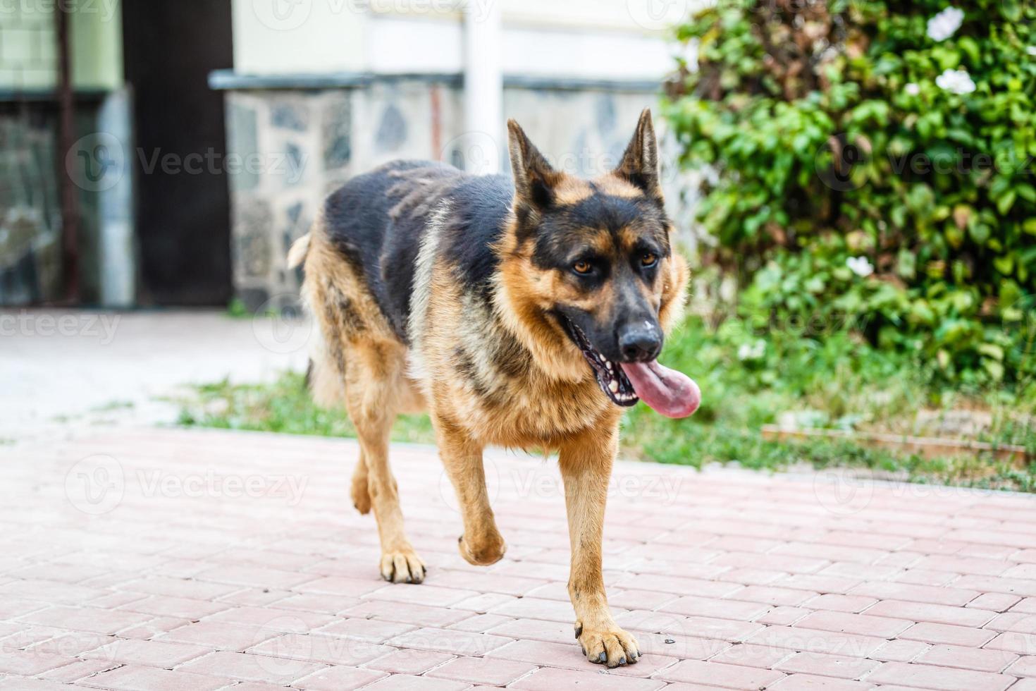 A long-haired German shepherd in the yard photo