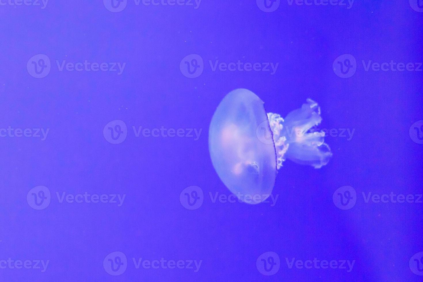 Jellyfish in an aquarium with blue water photo