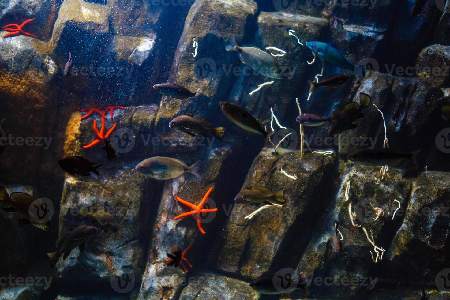 pequeños peces de colores, arrecifes de coral brillantes en el acuario. vida submarina foto