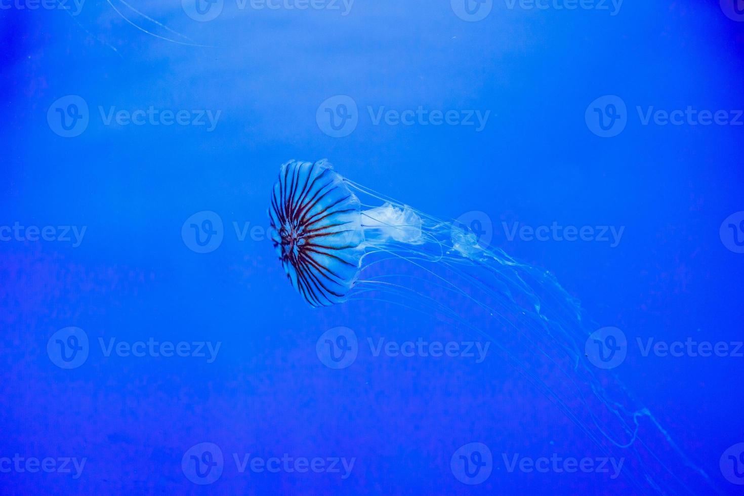 Jellyfish in an aquarium with blue water photo