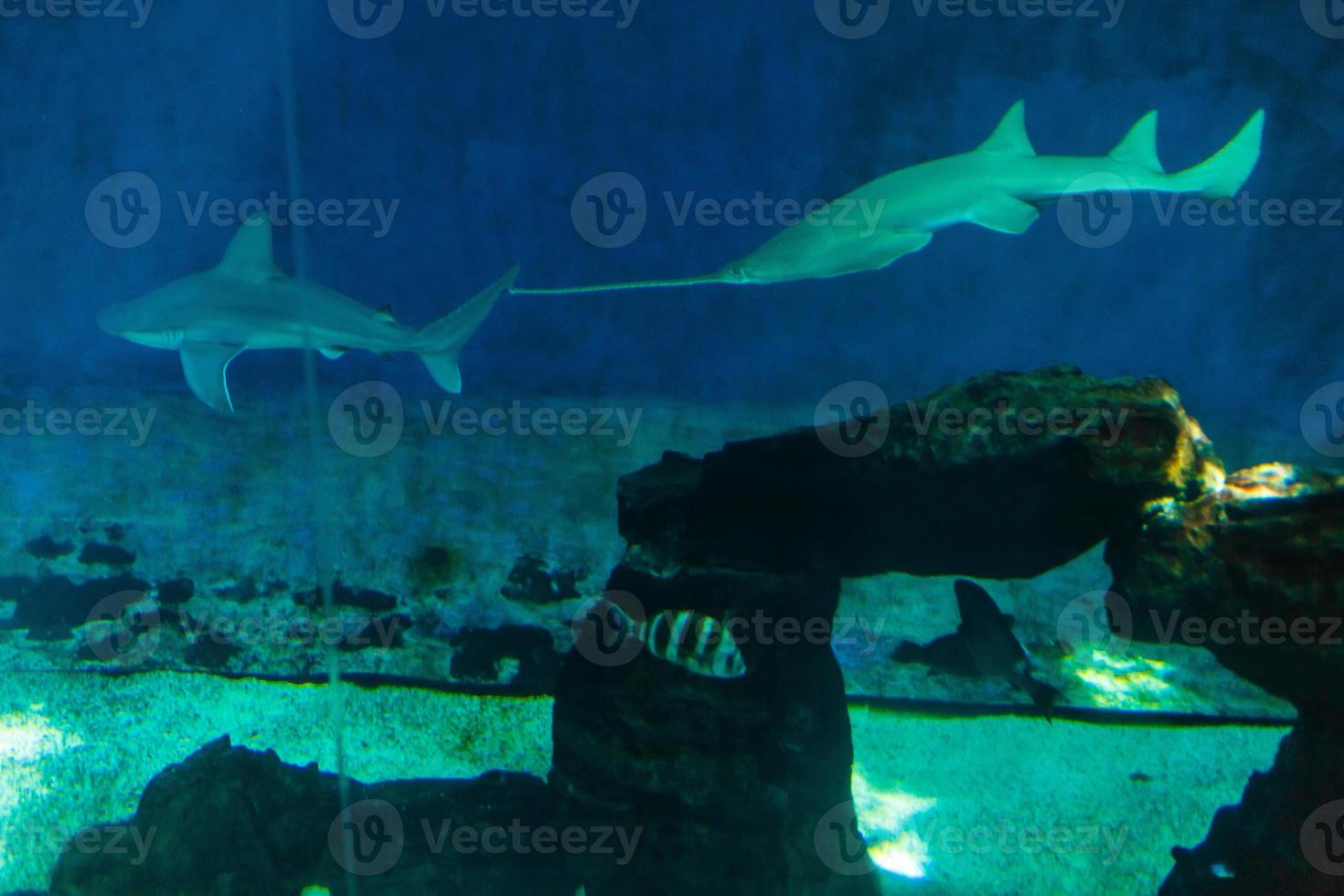 Shark silhouette underwater. Danger concept photo
