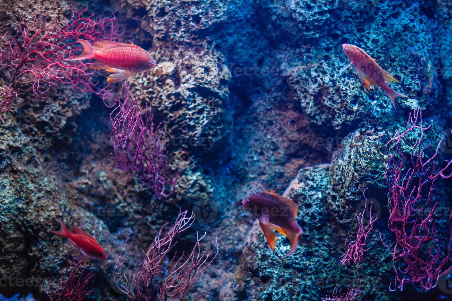 Little colorful fish, bright coral reef in aquarium. Underwater life. photo