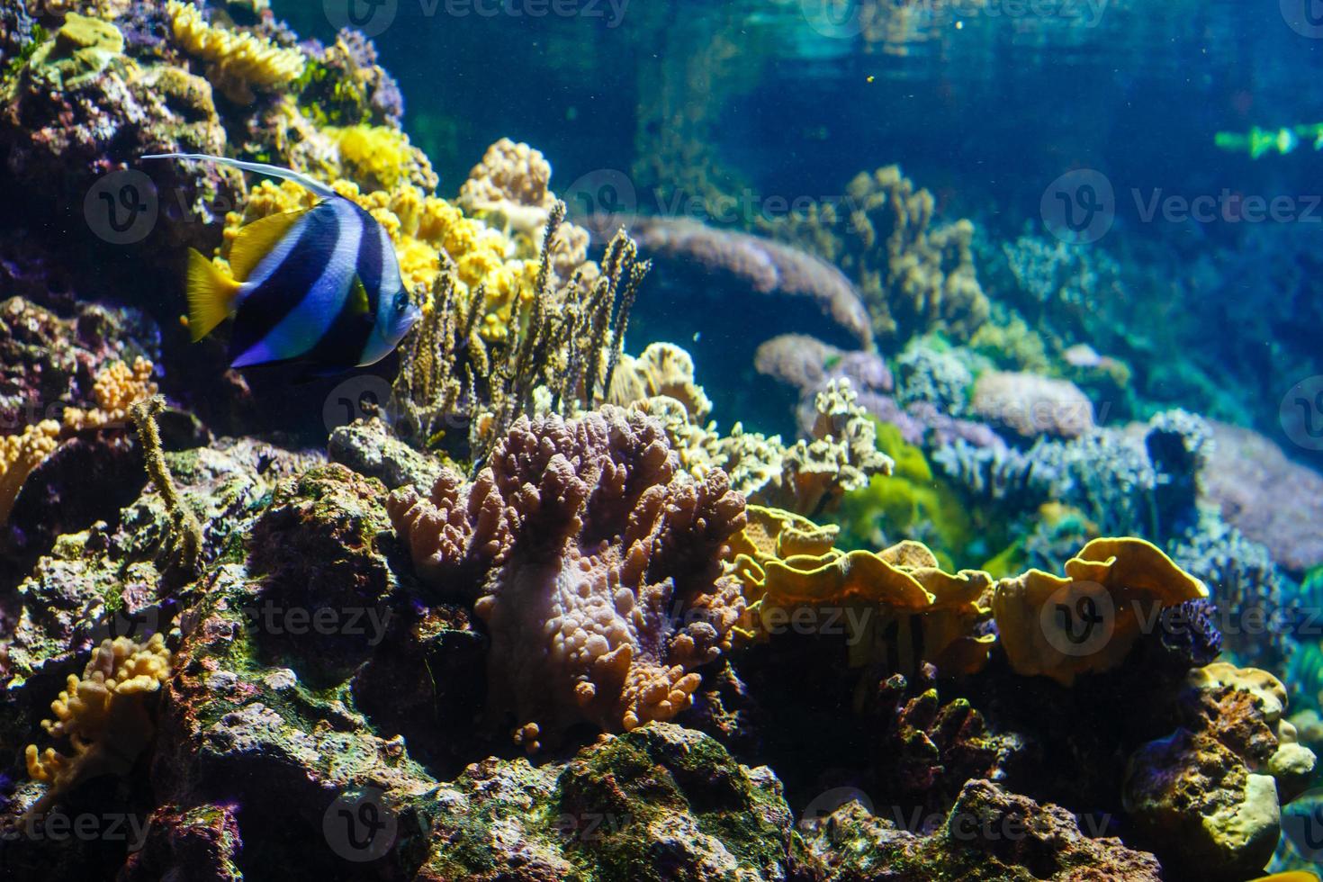 Little colorful fish, bright coral reef in aquarium. Underwater life. photo