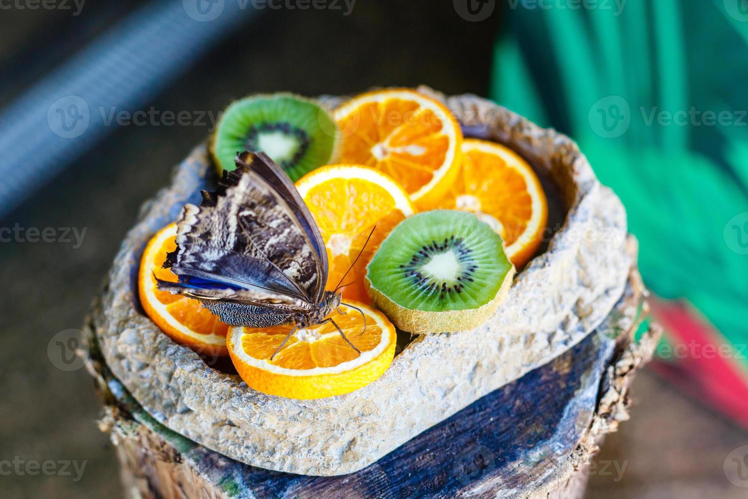Owl butterfly are feeding on fruits oranges and kiwis on a plate. Isolated over white photo