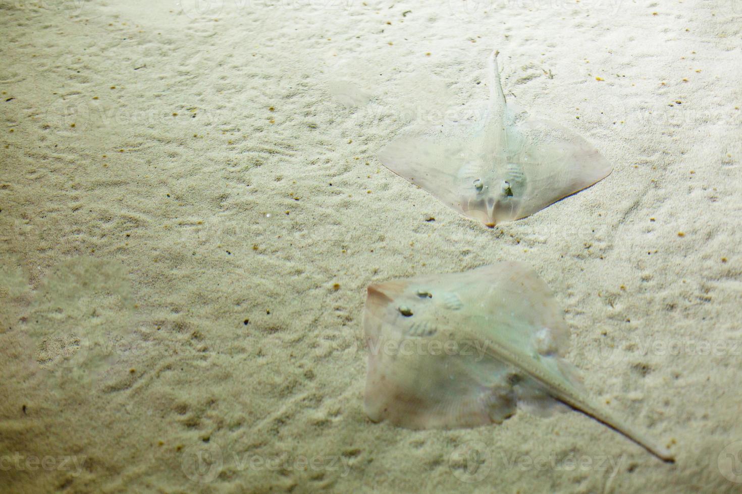 GREY STINGRAY SWIMMING ON SAND BOTTOM photo