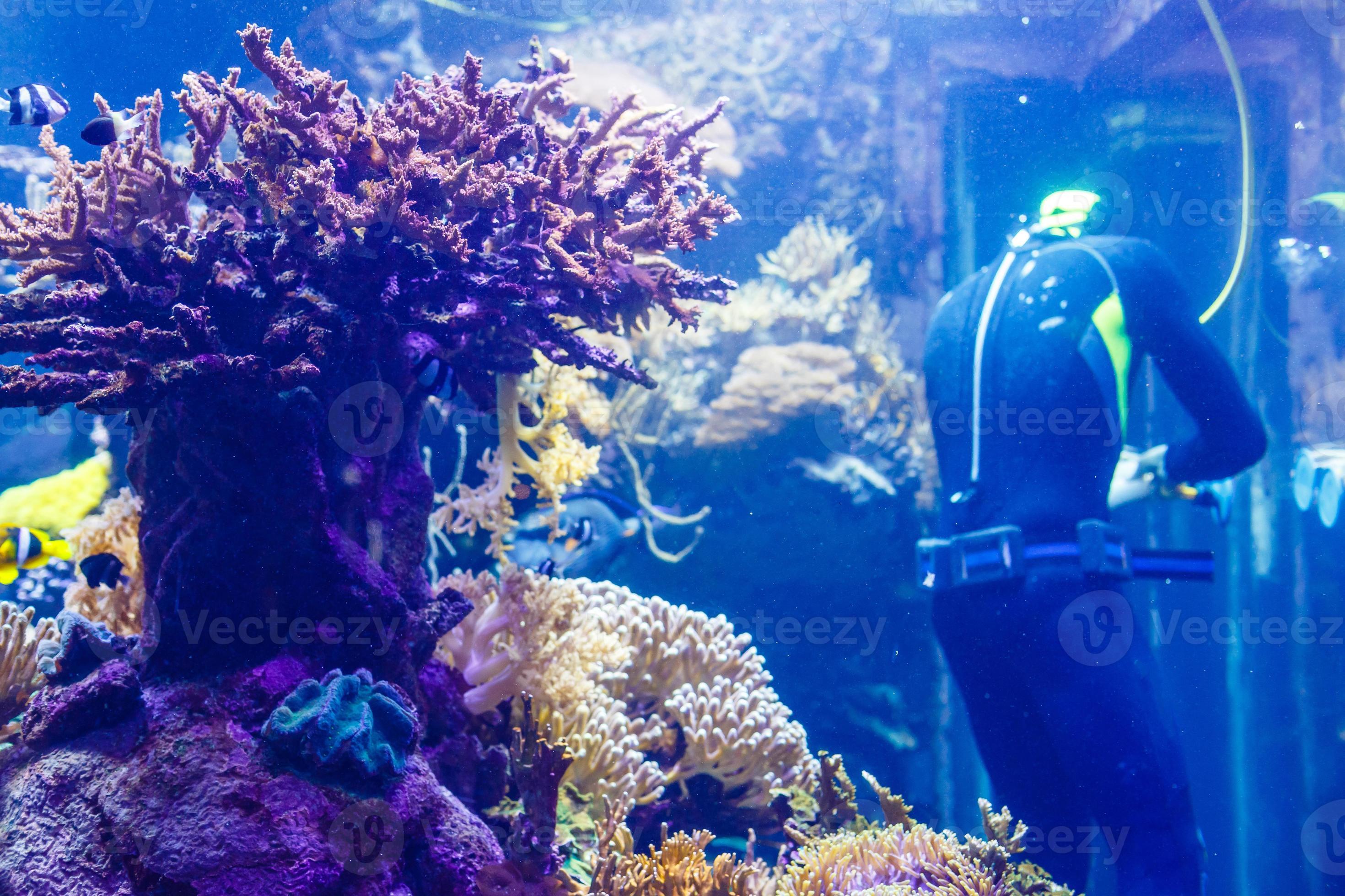 Cleaning a huge aquarium, aquarium cleaner 16781892 Stock Photo at Vecteezy