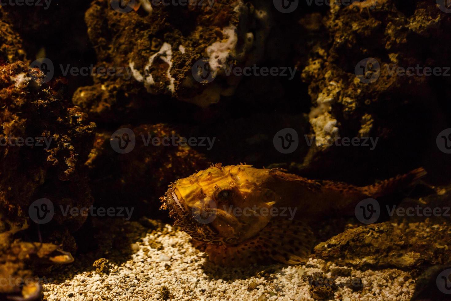 A little girl is looking fishes in a huge aquarium photo