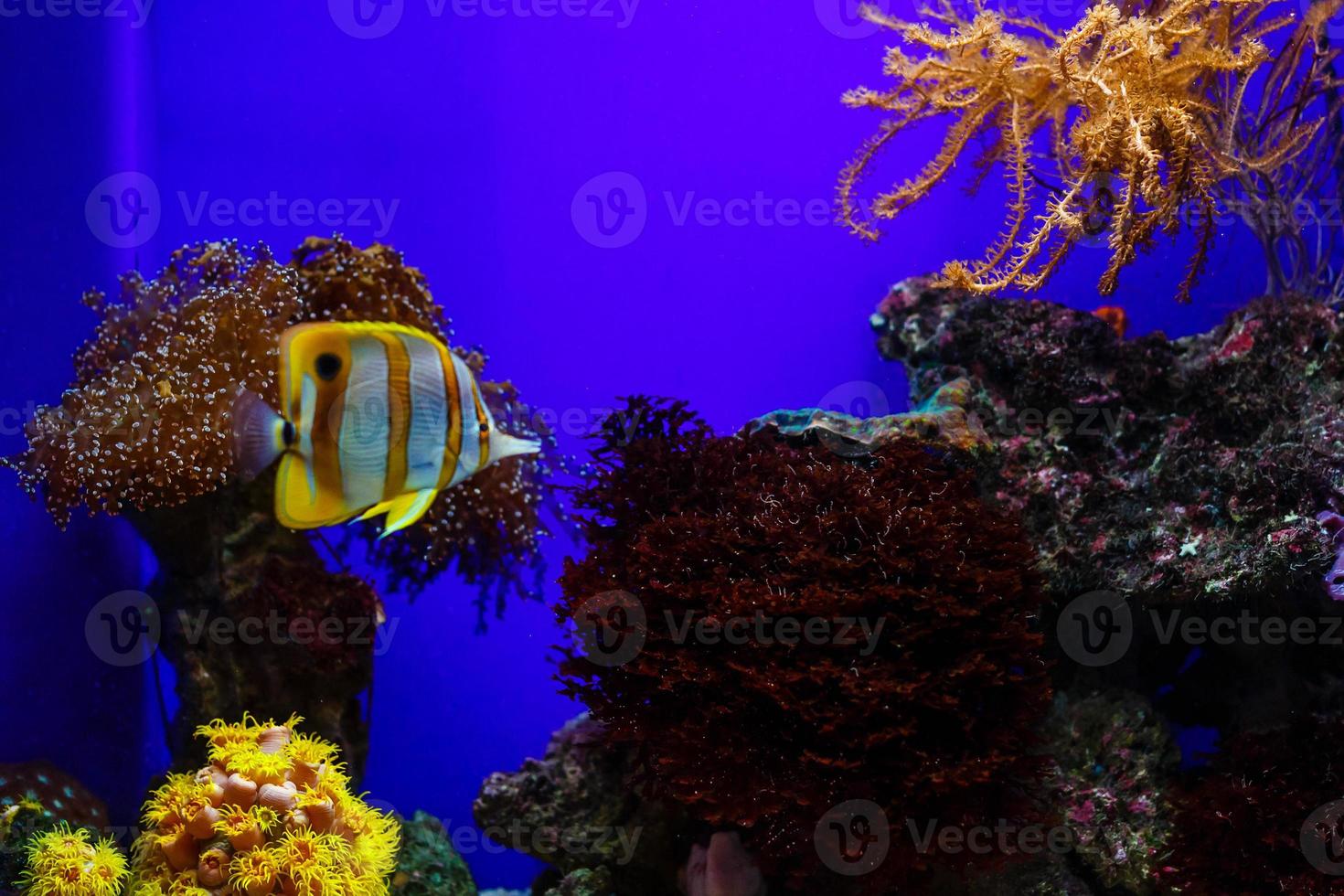 aquarium with fishes and reef photo