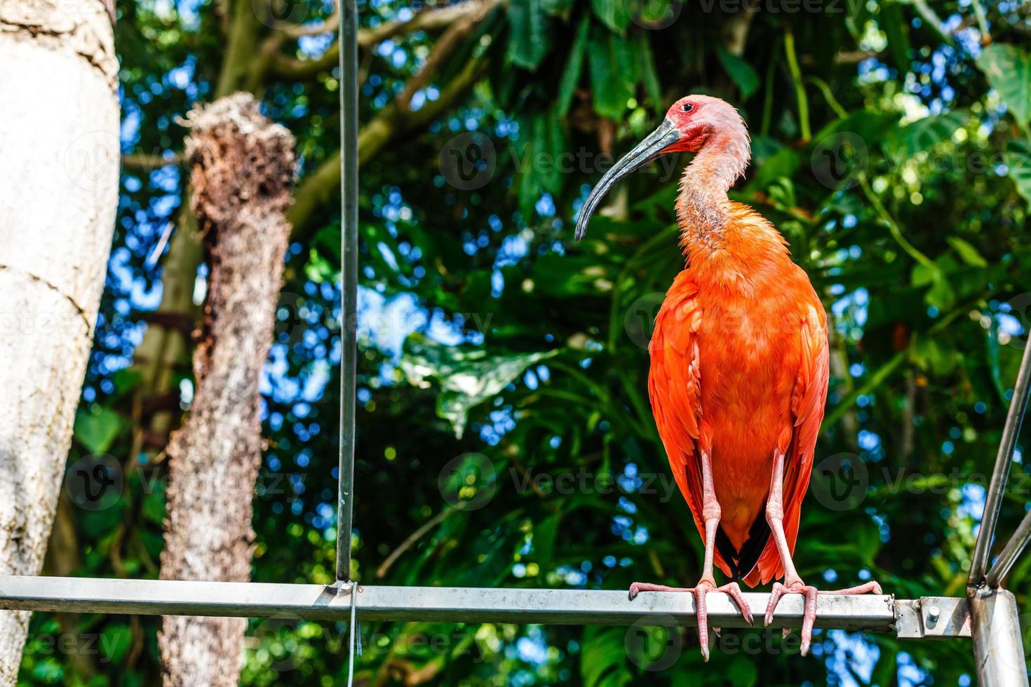 Scarlet ibis or Eudocimus ruber is national bird of Trinidad and Tobago photo