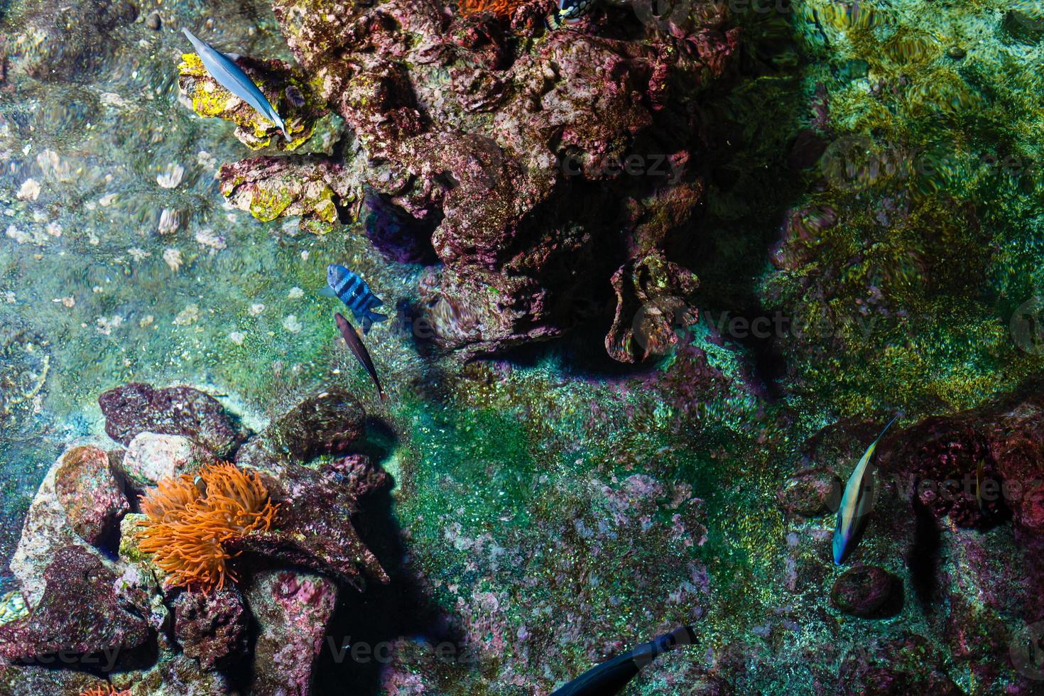 pequeños peces de colores, arrecifes de coral brillantes en el acuario. vida submarina foto