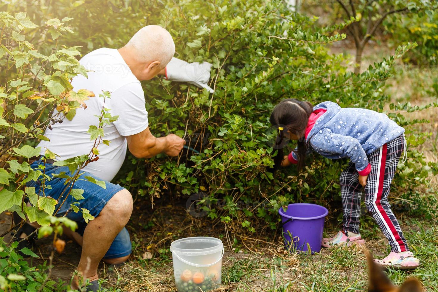 Senior with grandaughter gardening in the backyard garden photo