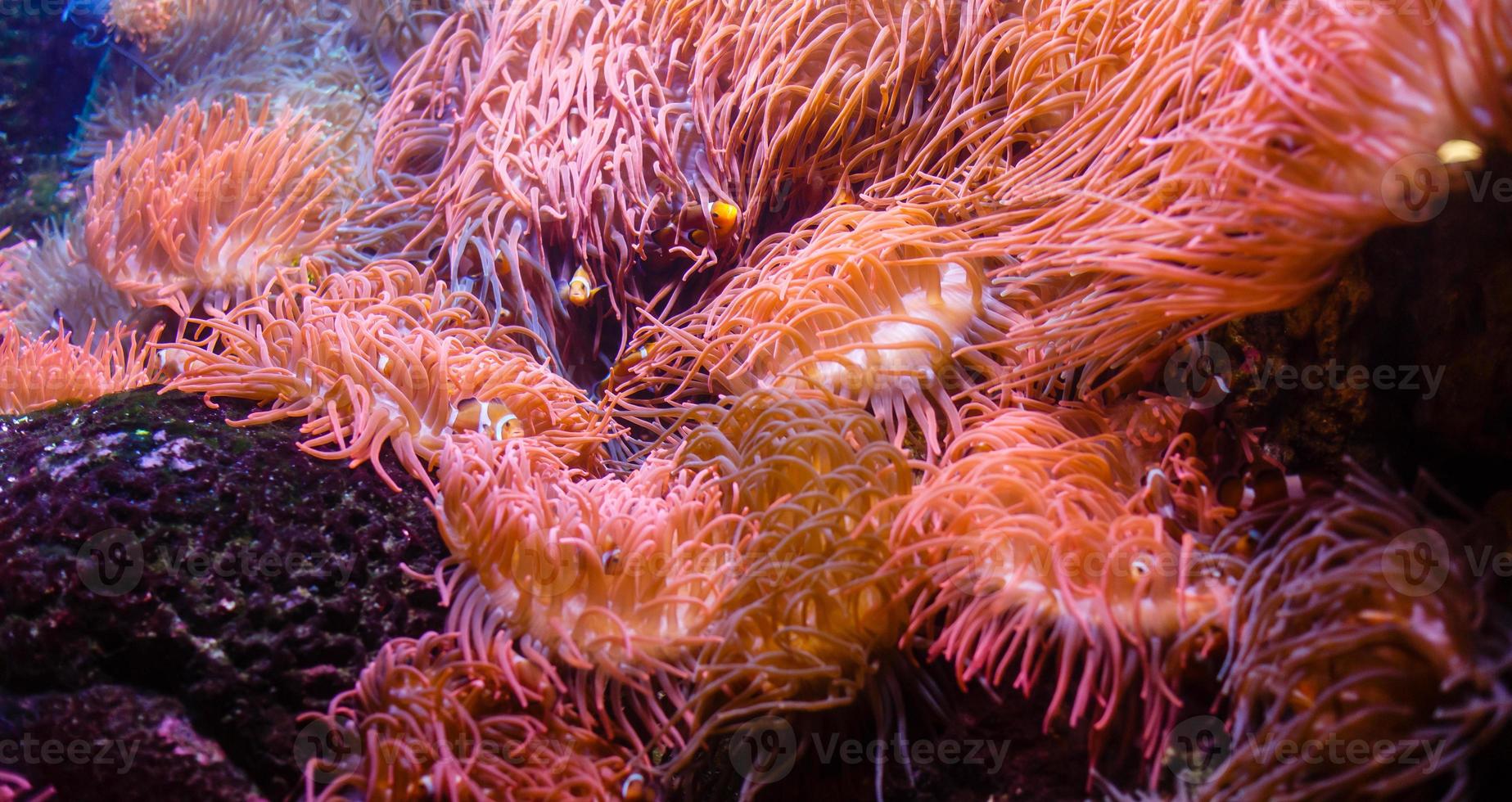 pequeños peces de colores, arrecifes de coral brillantes en el acuario. vida submarina foto