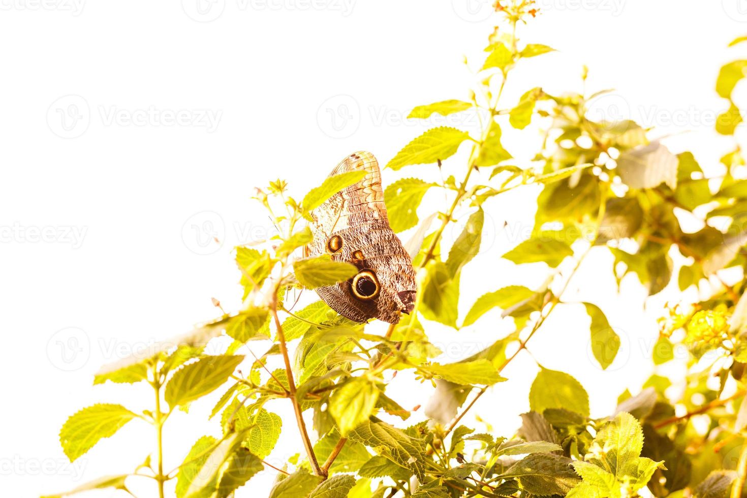 Closeup butterfly on flower Common tiger butterfly photo