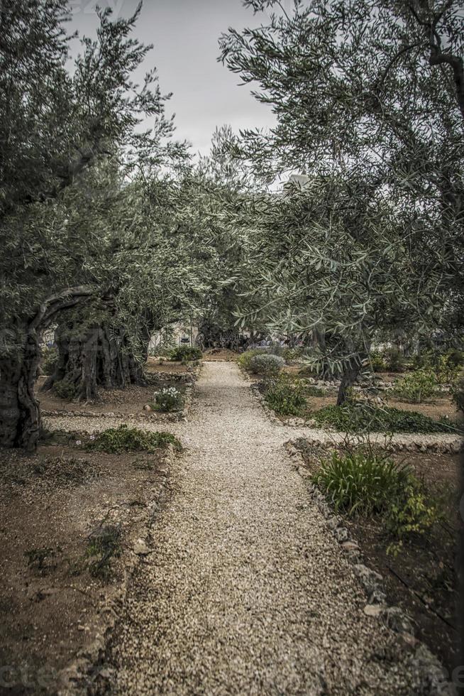 un camino estrecho entre los olivos en el jardín de getsemaní foto